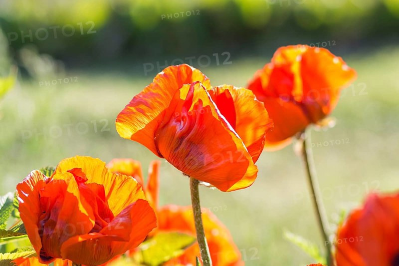 Orange poppies blooming in the garden in summer