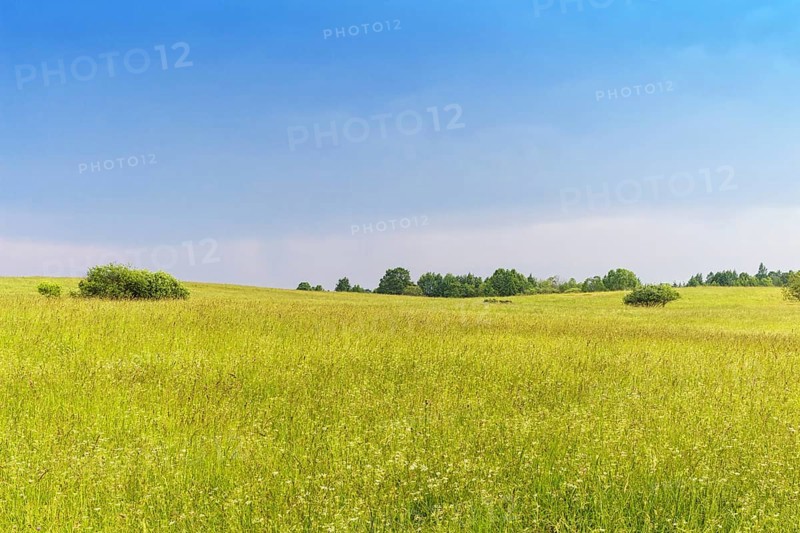 Rural landscape with group of trees and evening sky with clouds