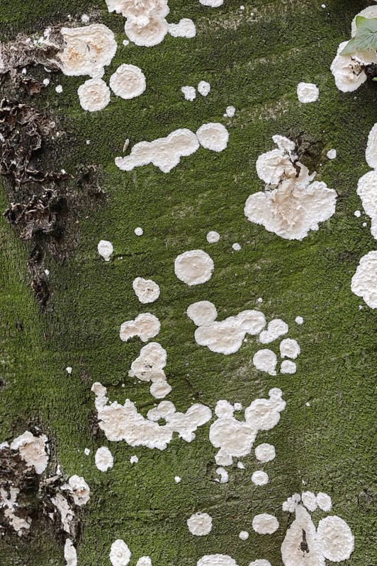 Detaching bark fungus or detaching bark sponge (Cylindrobasidium laeve, Cylindrobasidium evolvens), North Rhine-Westphalia, Germany, Europe