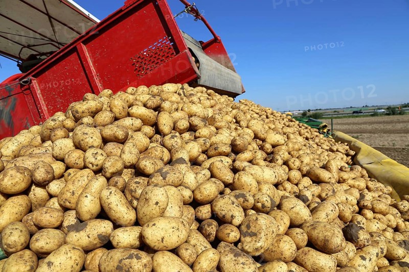 Agriculture potato harvesting with harvester (Mutterstadt, Rhineland-Palatinate)
