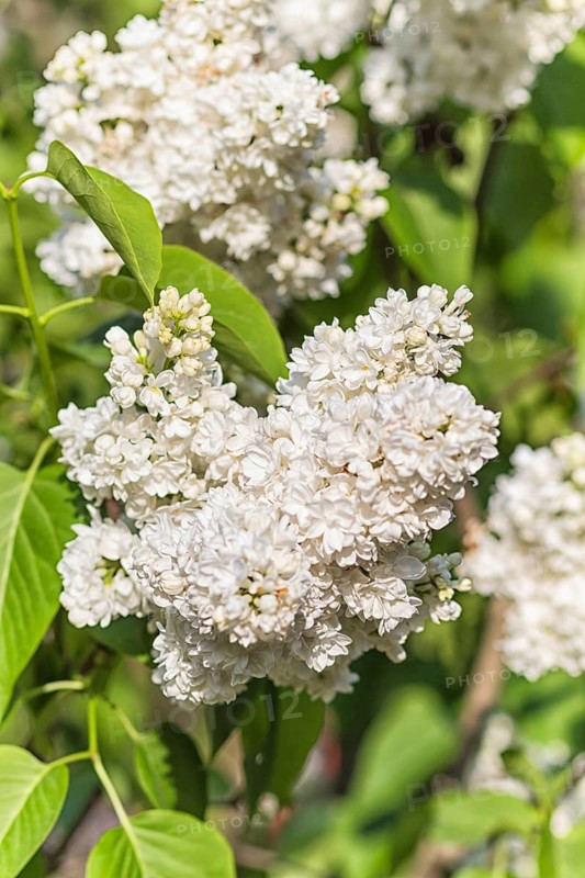 Blooming lilac in the botanical garden in spring