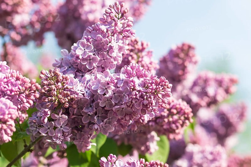 Blooming lilac in the botanical garden in spring