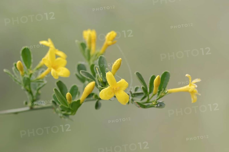 Shrub jasmine or shrubby jasmine (Chrysojasminum fruticans, Jasminum fruticans), branch with flowers, Provence, southern France