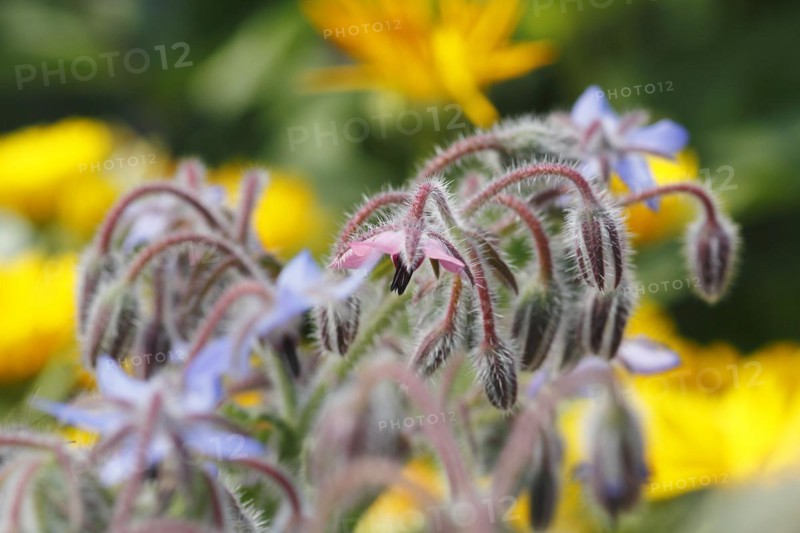 Borage (Borago officinalis), flowers and buds, North Rhine-Westphalia, Germany, Europe