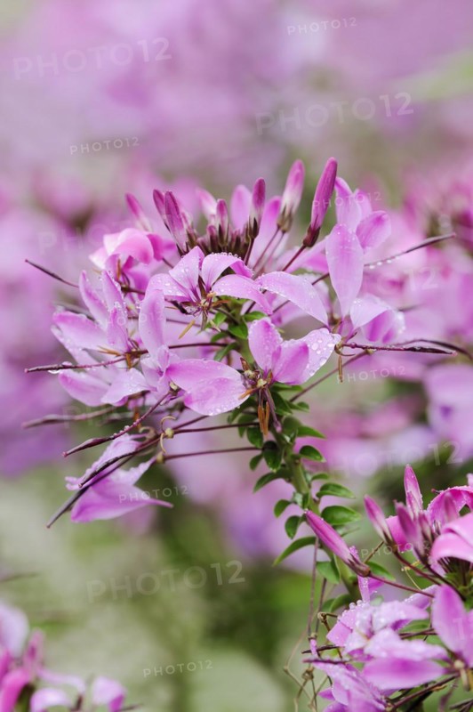 Spider flower or spider plant (Cleome spinosa, Tarenaya hassleriana), flowers, ornamental plant, North Rhine-Westphalia, Germany, Europe