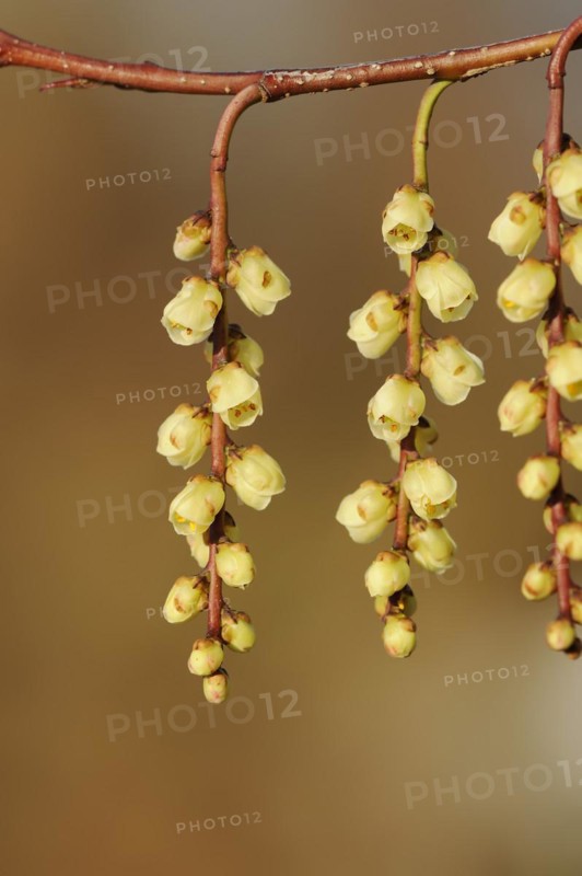 Japanese pearl tail or early pearl tail (Stachyurus praecox), flowers, native to Asia, ornamental plant, North Rhine-Westphalia, Germany, Europe