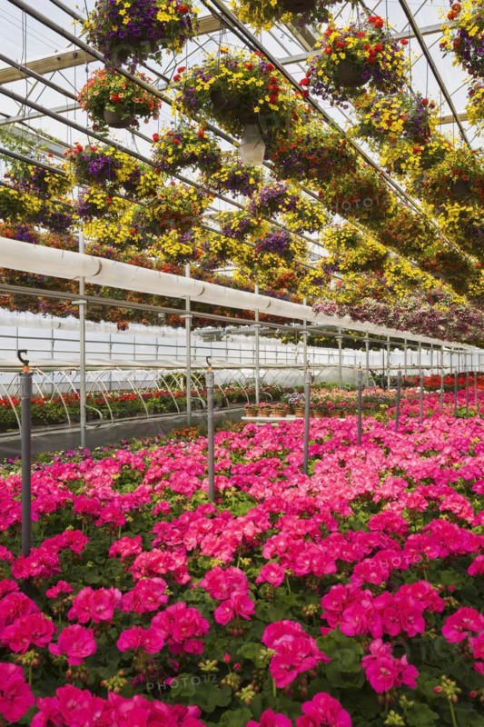 Red and yellow mixed flowers in hanging baskets plus pink Pelargonium, Geraniums in containers inside greenhouse in spring, Quebec, Canada, North America