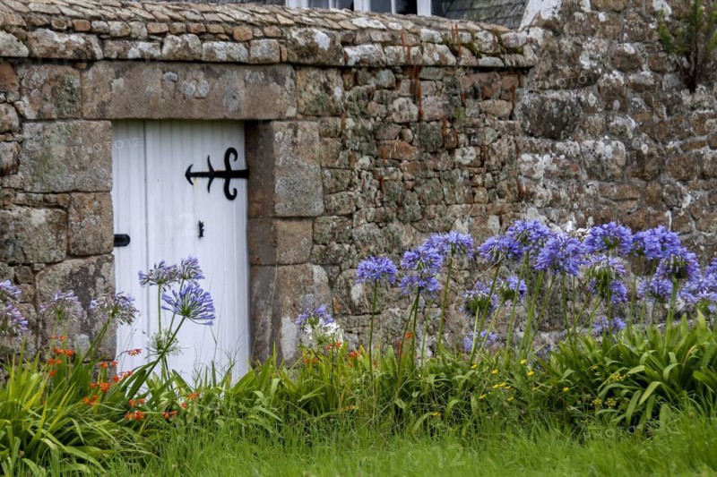 Lilies of the nile (Agapanthus) in front of a granite garden wall, Ile de Brehat, Brittany, France, Europe
