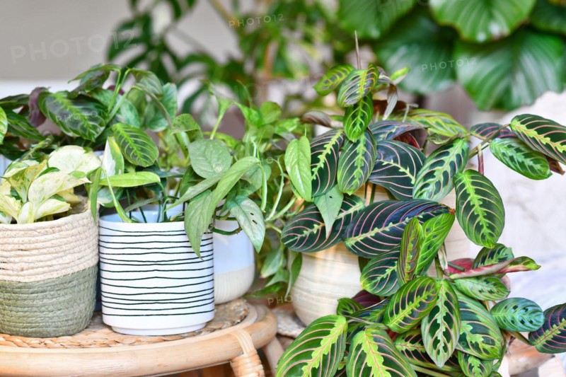 Rban jungle. Different tropical houseplants like Maranta, Philodendron or pothos in basket flower pots on tables