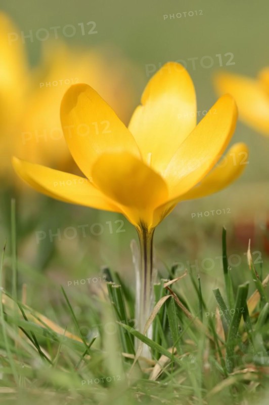 Golden crocus or dutch yellow crocus (Crocus flavus), North Rhine-Westphalia, Germany, Europe