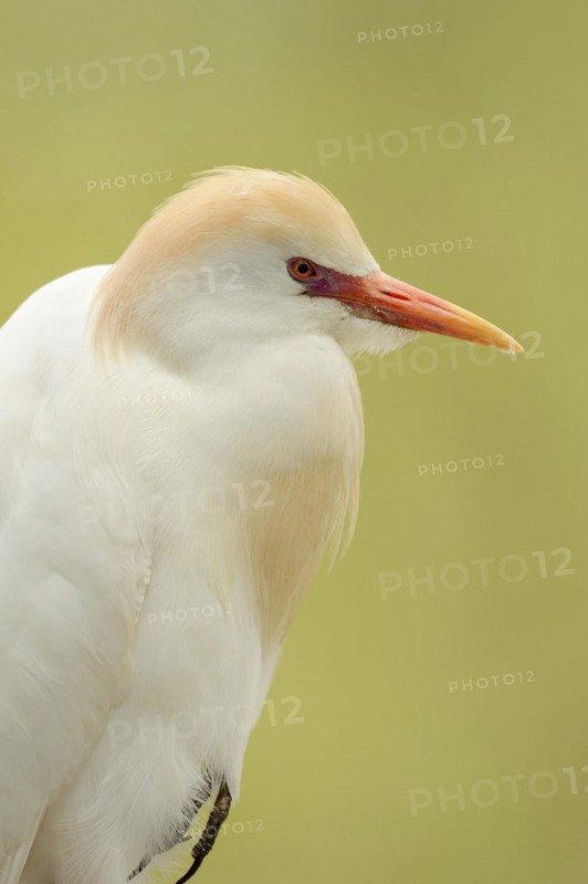Cattle egret (Bubulcus ibis), portrait, Camargue, France, Europe