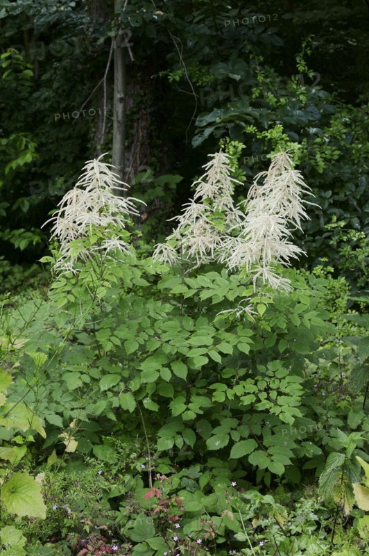 Forest honeysuckle (Aruncus dioicus, Aruncus sylvestris), flowering, North Rhine-Westphalia, Germany, Europe