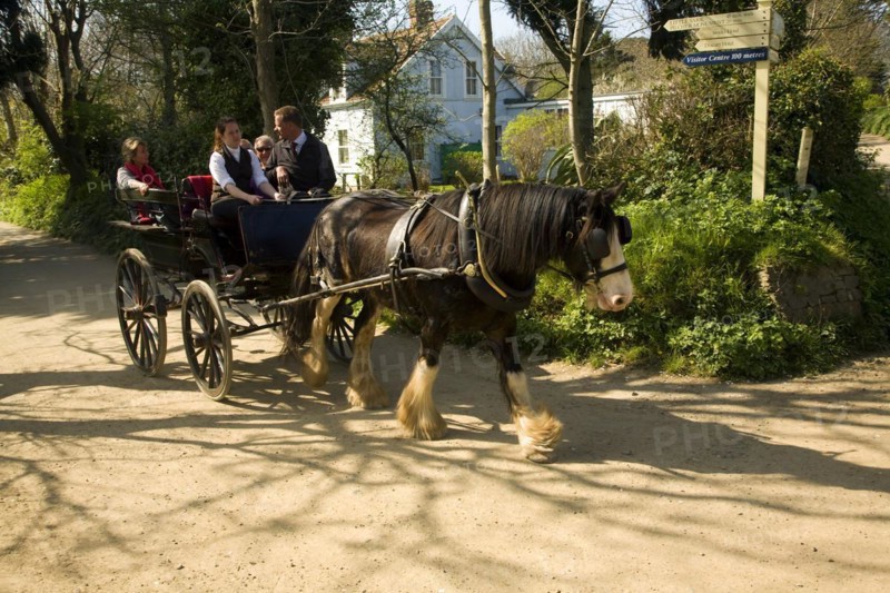 Horse drawn carriage ride along sandy village road, Island of Sark, Channel Islands, Great Britain