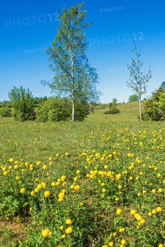 Flowering Globeflower (Trollius europaeus) on a meadow with lush green birch trees