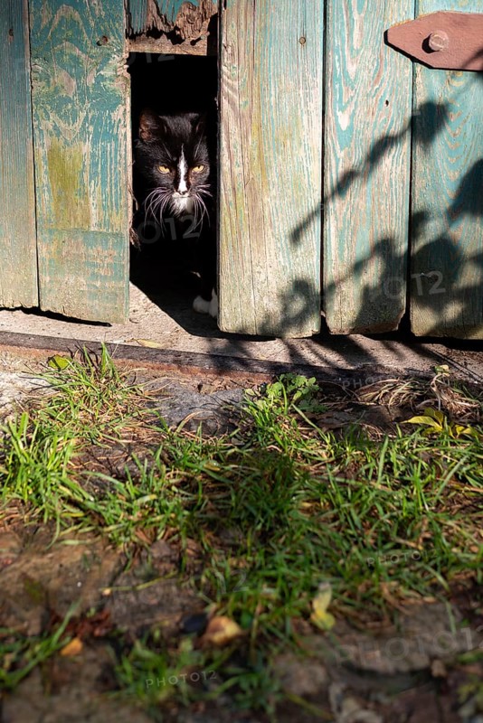 A small cat looks out of a barn, Germany, Europe