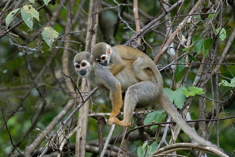 Golden-backed squirrel monkey, Saimiri ustus, carrying a juvenile on the back, Amazon basin, Brazil, South America