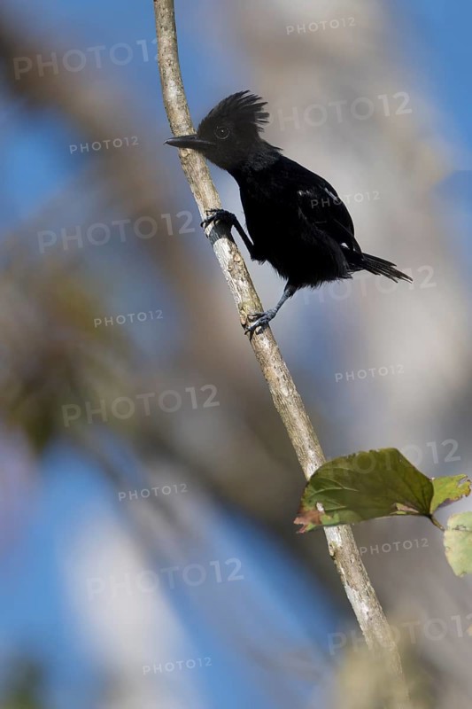 Glossy Antshrike, Sakesphorus luctuosus luctuosus, Amazon Basin, Brazil, South America