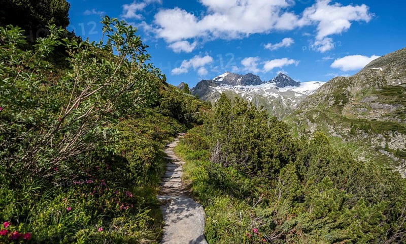 Mountain landscape with hiking trail through mountain pines, behind summit Großer Mörcher, Berliner Höhenweg, Zillertal Alps, Zillertal, Tyrol, Austria, Europe