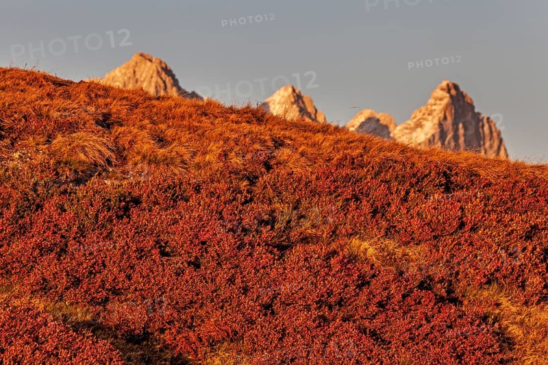 Autumn colouring of blueberry (Vaccinium) in front of mountains, evening light, Dachstein Mountains, Austria, Europe