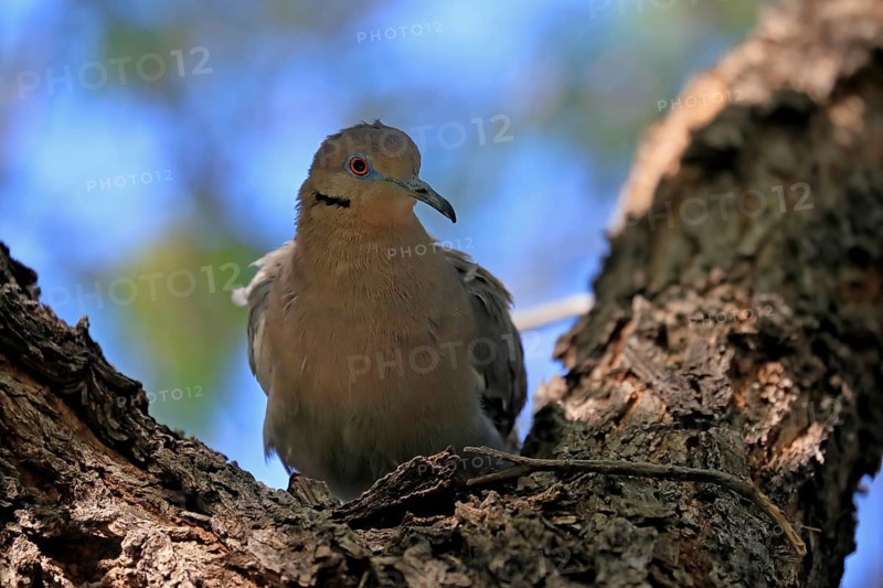 White-winged dove (Zenaida asiatica), adult, sitting on tree, Sonoran Desert, Arizona, North America, USA, North America