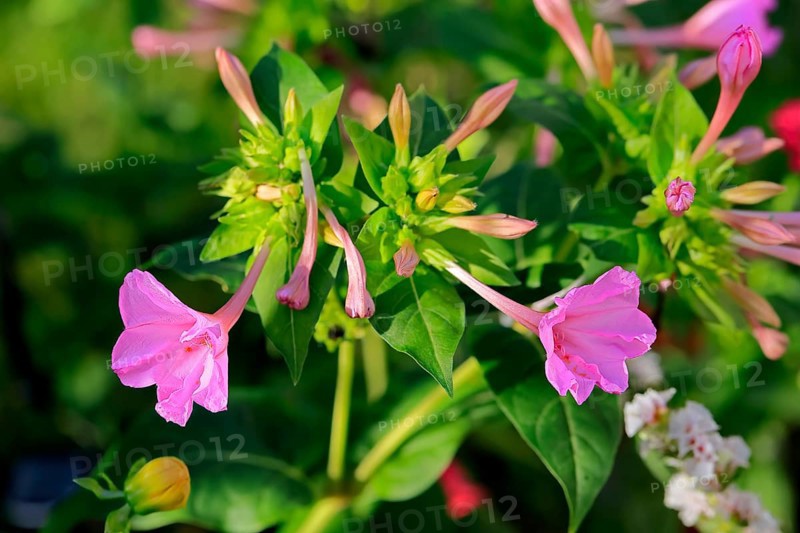 Four o'clock flower (Mirabilis jalapa), flowering, blossom, Elllerstadt, Germany, Europe