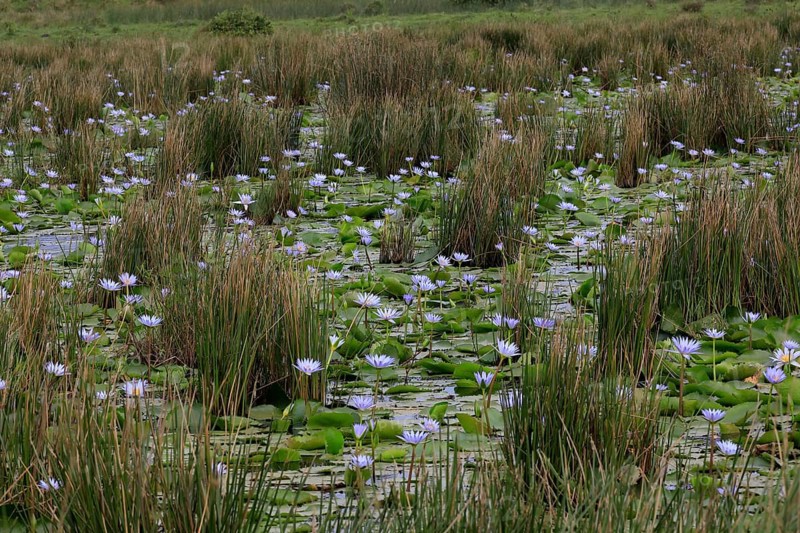 Blue water lily (Nymphaea capensis), Blue Cape water lily, flowering, in the water, Saint Lucia Estuary, Wetland Park, Kwazulu Natal, South Africa, Africa