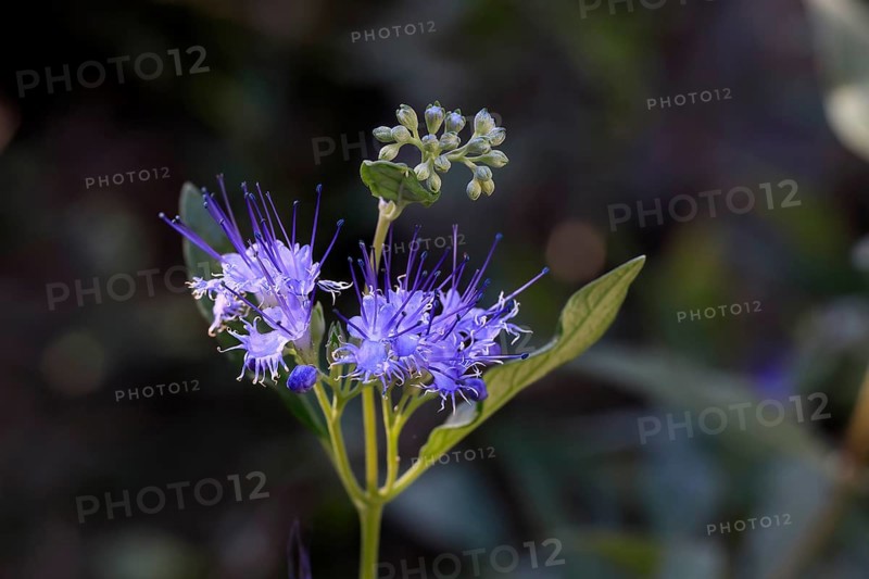 Clandon caryopteris (caryopteris x clandonensis), flower, flowering, Germany, Europe