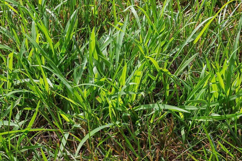 Close-up of Digitaria ciliaris, Crabgrass growing in distressed Poa pratensis, Kentucky Bluegrass lawn in summer, Quebec, Canada, North America
