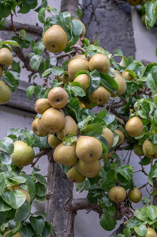 Ripe fruit on a trellis pear (Pyrus) on a residential building, Iphofen, Lower Franconia, Bavaria, Germany, Europe