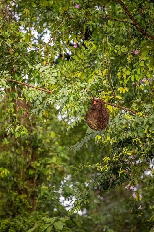 Brown-throated sloth (Bradypus variegatus) hanging asleep in a tree, Tortuguero National Park, Costa Rica, Central America