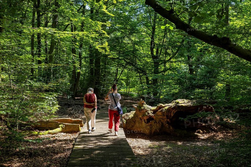 The Sababurg primeval forest, also known as the Reinhardswald primeval forest, is a nature and landscape conservation area that emerged from a hut forest. It is located near the Sababurg in the Reinhardswald in the northern Hessian district of Kassel, Reinhardswald, Reinhardswald, Hesse, Germany, Europe