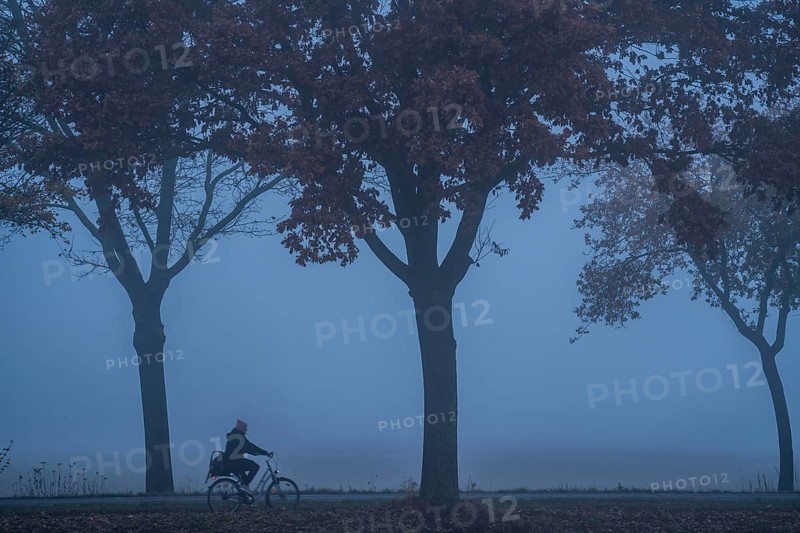 Country road B 57 near Erkelenz, autumn, fog, cyclist, rainy weather, tree-lined avenue, wet road, North Rhine-Westphalia, Germany, Europe