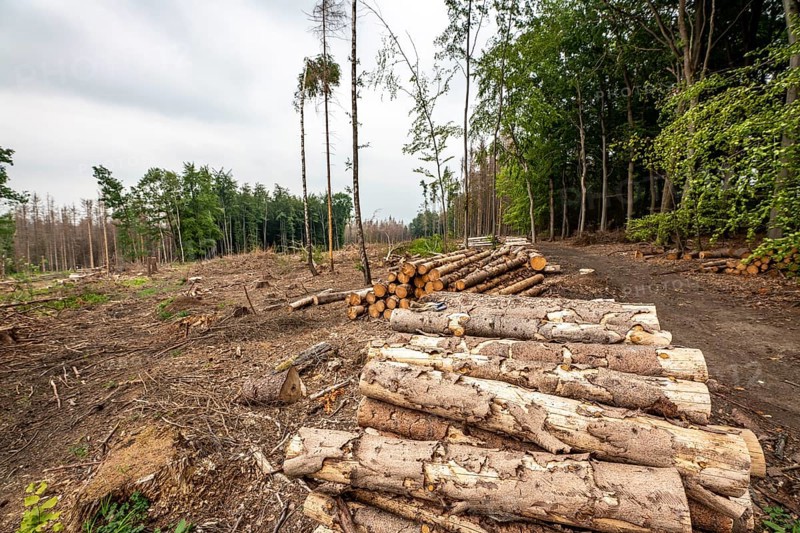 Forest dieback in the Arnsberg Forest nature park Park, over 70 per cent of the spruce trees are diseased, damaged, mostly by the bark beetle, which was able to spread due to drought and heat, climate change, attempts are being made to adapt the forest to climate change by replanting other tree species, near Hirschberg, North Rhine-Westphalia, Germany, Europe