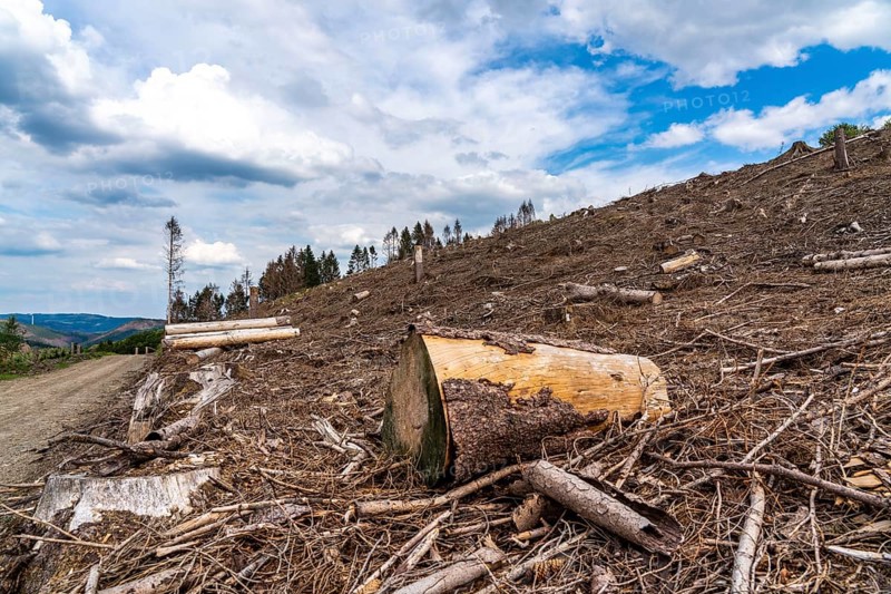 Forest dieback in Sauerland, north of Lüdenscheid, cleared area, diseased trees, over 70 per cent of the spruce trees are diseased, damaged, mostly by the bark beetle, which was able to spread due to drought and heat, climate change, attempts are being made to adapt the forest to climate change by replanting other tree species, North Rhine-Westphalia, Germany, Europe