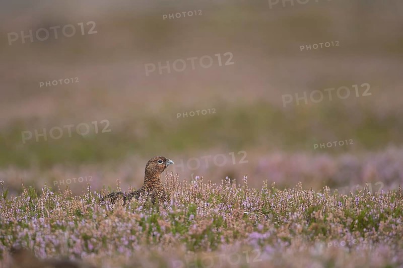 Red grouse (Lagopus lagopus scotica) adult female bird amongst flowering heather on a moorland in summer, Yorkshire, England, United Kingdom, Europe