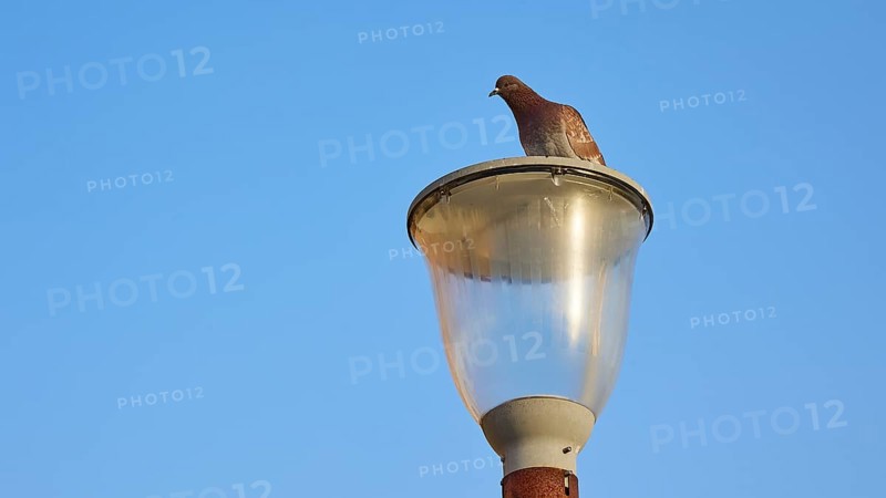 Dove sitting on a street lamp against a clear blue sky, harbour area, Rhodes Town, Rhodes, Dodecanese, Greek Islands, Greece, Europe