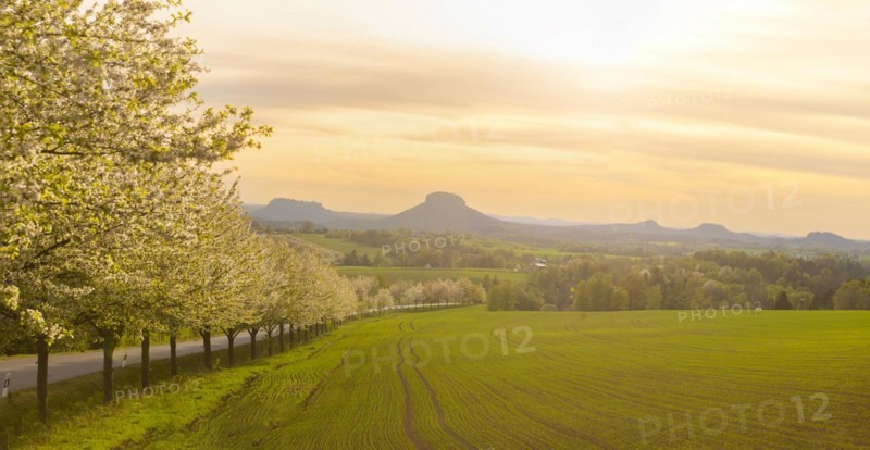 Spring in Saxon Switzerland, Altendorf, Saxony, Germany, Europe