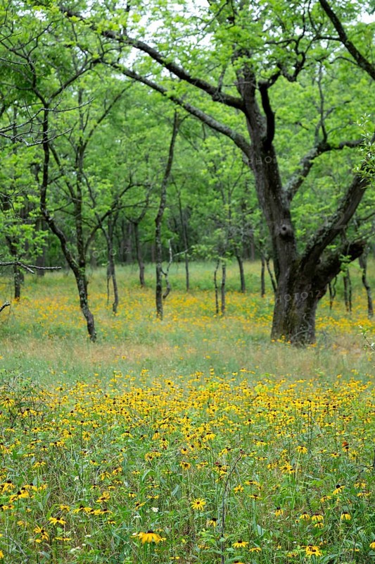 Yankee Springs Twp., Michigan, Black-Eyed Susans (Rudbeckia hirta) in a forest clearing