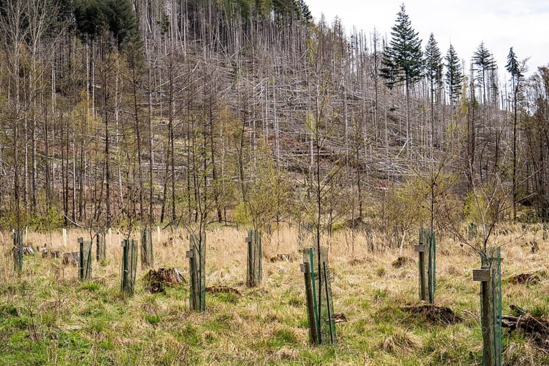 Newly planted trees, dead spruce forest in the background, forest dieback in the Arnsberg Forest nature park Park, over 70 per cent of the spruce trees are diseased, damaged, mostly by the bark beetle, which was able to spread due to drought and heat, climate change, near Hirschberg, North Rhine-Westphalia, Germany, Europe