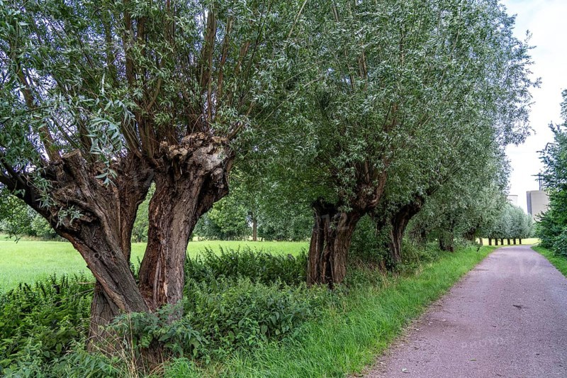 Duisburg Friemershein, floodplain along the Rhine, nature reserve Rheinaue Friemersheim, pollarded willow avenue, North Rhine-Westphalia, Germany, Europe