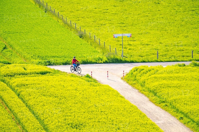 Cereal fields in spring, still green and fresh in growth, field path, cyclist, North Rhine-Westphalia, Germany, Europe