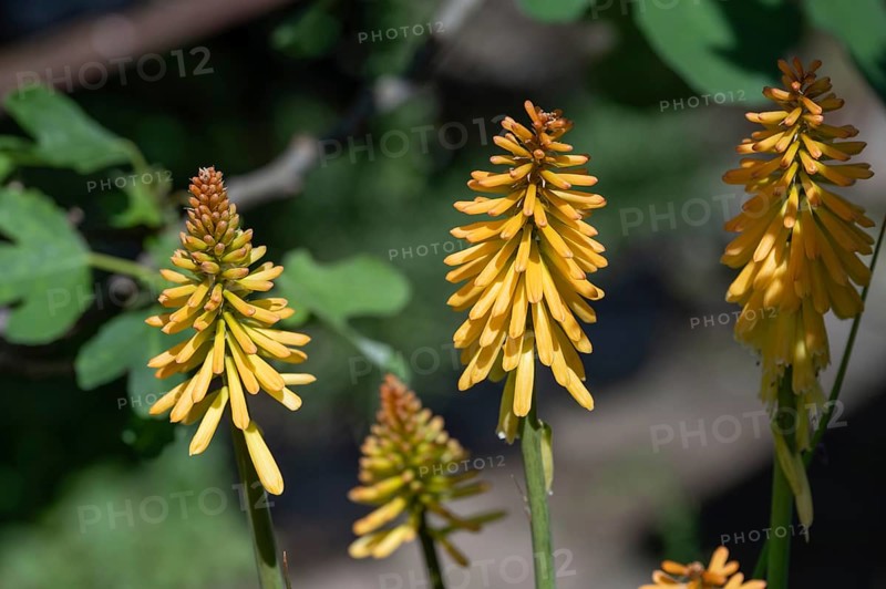 Flowers of the torch lily (kniphofia uvaria), Bavaria, Germany, Europe