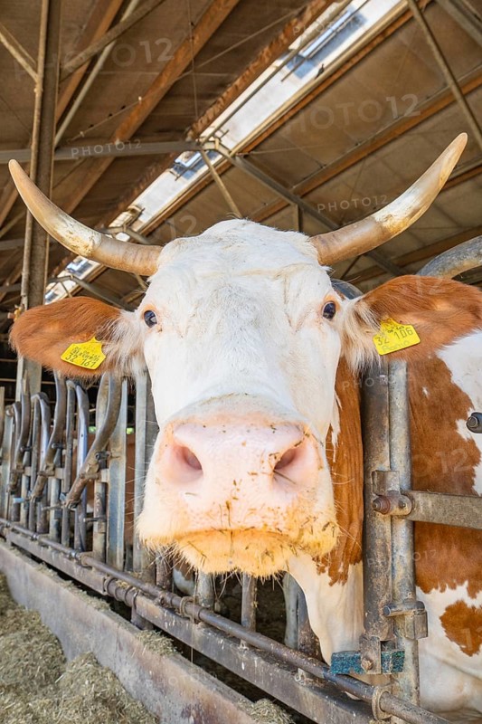 Close-up of a cow in the barn looking at the camera. Yellow ear tags and rusty metal grid in the background, Haselstaller Hof, Gechingen, Black Forest, Germany, Europe