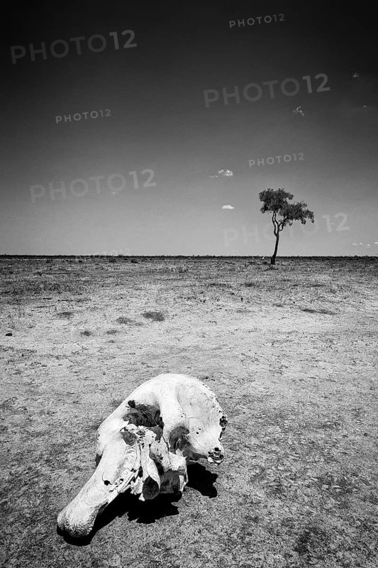 Elephant skull (Loxodonta africana), skull, skeleton, death, poacher, landscape, steppe, aridity, drought, climate change, monochrome, black and white, Savuti area, Chobe National Park, Botswana, Africa