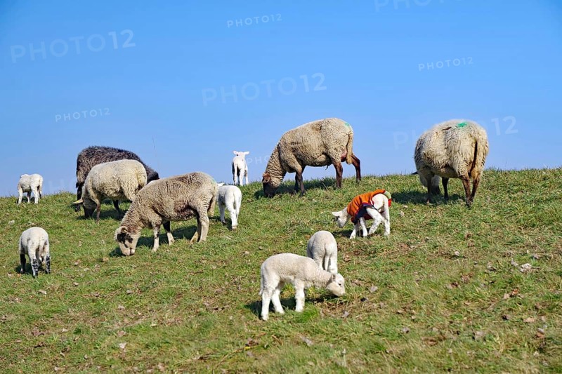 A flock of sheep grazing on a green pasture under a blue sky, Elbe dike, Hitzacker, Damnatz, Wendland, Lower Saxony, Germany, Europe