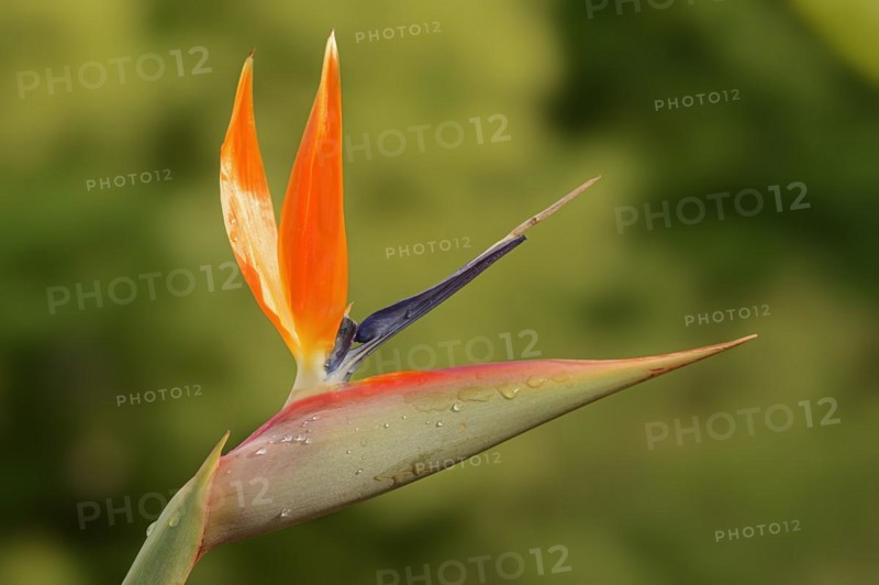 Strelitzia (Strelitzia reginae), flower, ornamental plant, occurring in South Africa