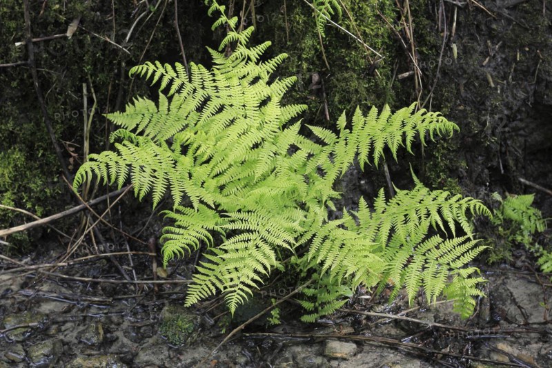 Lady fern (Athyrium filix-femina), by the water, North Rhine-Westphalia, Germany, Europe
