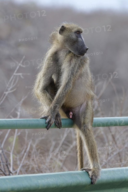 Chacma baboon (Papio ursinus), adult male, sitting on the guardrail of the bridge, overlooking the Olifants River, Kruger National Park, South Africa, Africa