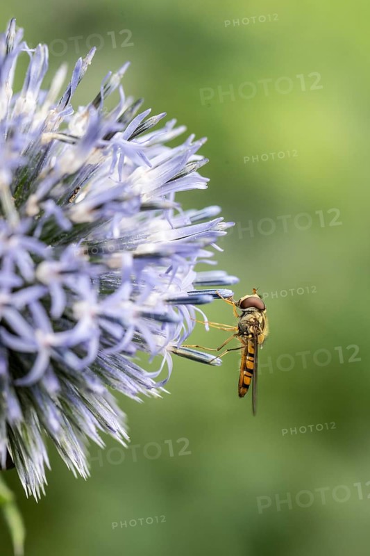 Wood hoverfly (Syrphus balteatus) on globe thistle (Echinops ritro), Emsland, Lower Saxony, Germany, Europe