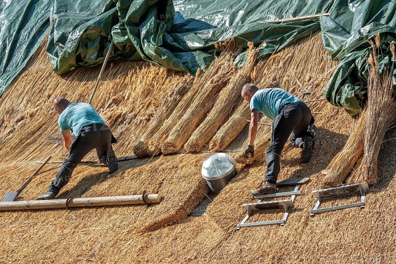 Thatch works by thatchers on thatched roof showing yelms, bundles of water reed used as roofing material for roof covering on traditional house